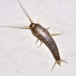Bugs That Look Like Roaches (But Aren't) | Cockroach Facts
