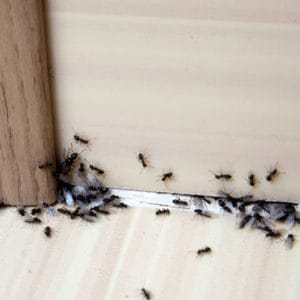 Ants Around Baseboards and Wall Angle