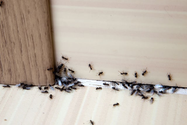 Ants Around Baseboards and Wall Angle