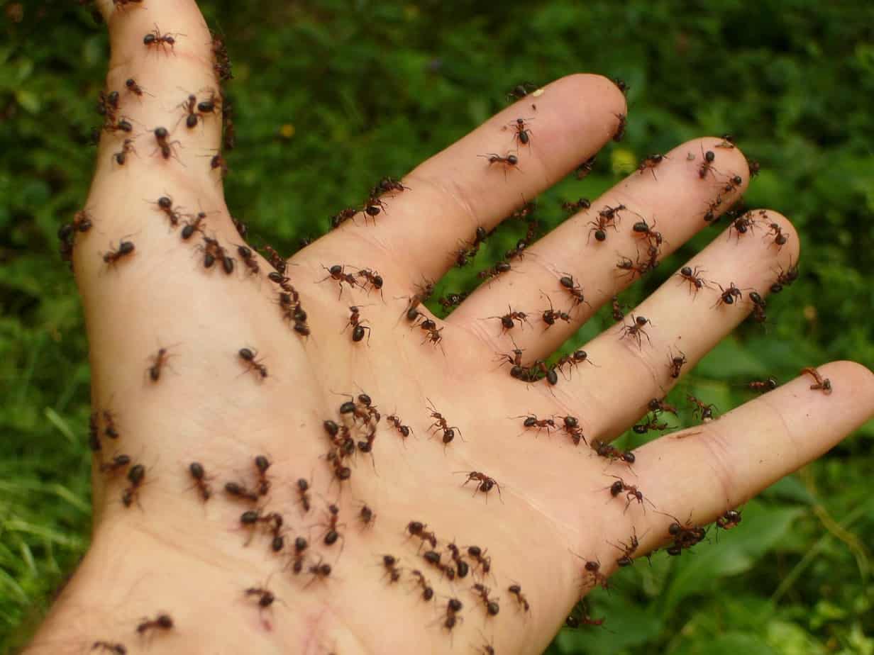 ants on a hand